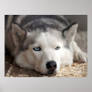 Search for sled art Siberian huskies