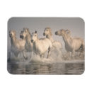 Search for gallop magnets Wild horse