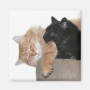 Search for snuggle magnets Kitty