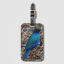 Search for blue starling Africa