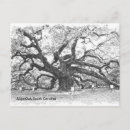 Search for angel oak tree Photography