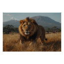 Search for african lion posters Predator