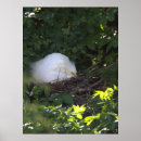 Search for egrets art Photography