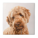 Search for dog breeds tiles Puppy