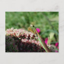 Search for mantids postcards Flower