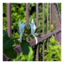 Search for rows posters Garden