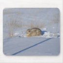 Search for cottontail mouse mats Bunny