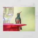 Search for buffe postcards Nature