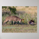 Search for white tailed deer posters Grassland