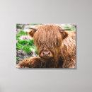Search for highland cattle canvas prints Animal