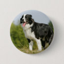 Search for border collie dog badges Canine photographer