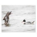 Search for merganser posters Wildlife