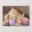 Search for animal quotes postcards Kitten