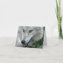 Search for timber wolves cards Grey wolf