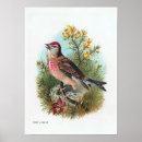 Search for linnet Rose linnet