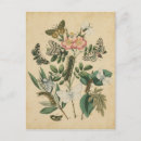 Search for larvae postcards Insects