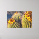 Search for barrel cactus posters Photography