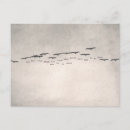 Search for white pelican postcards Black and white