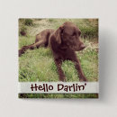 Search for chocolate lab badges Dog