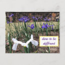 Search for be different postcards Flowers