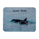 Search for alaska magnets Vacation
