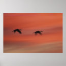 Search for bosque del apache posters New mexico