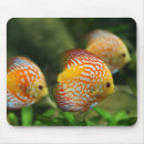 Search for discus Aquarium