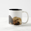 Search for pug dog mugs Studio shot