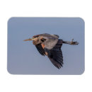Search for herons magnets Great blue heron