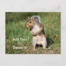Search for grey squirrel postcards Nature