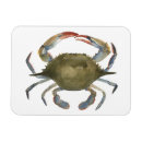 Search for crabs magnets Coastal