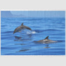 Search for blue dolphin tissue paper Nature