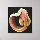 Search for embryo posters Biology