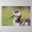 Search for cute chick posters Animal