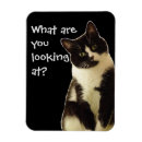 Search for funny slogans magnets Cat