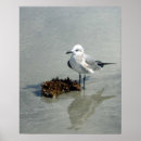 Search for seaweed posters Nautical