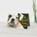 Search for funny bulldog postcards Over the hill