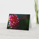 Search for dahlia birthday cards Photography