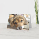 Search for beagle birthday cards Hound