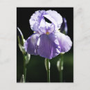 Search for iris garden postcards Blossom
