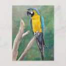 Search for amazon parrots postcards Macaw