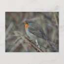 Search for european robin bird postcards Wild