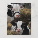Search for calves postcards Animals