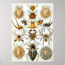 Search for tick posters Illustration