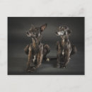 Search for sighthound postcards Whippet