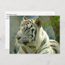 Search for white siberian tiger postcards Wildlife