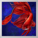 Search for beta posters Betta fish