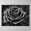 Search for black white rose photography art For her