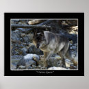 Search for wolf pictures posters Animals