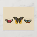 Search for antique butterfly illustration postcards Nature